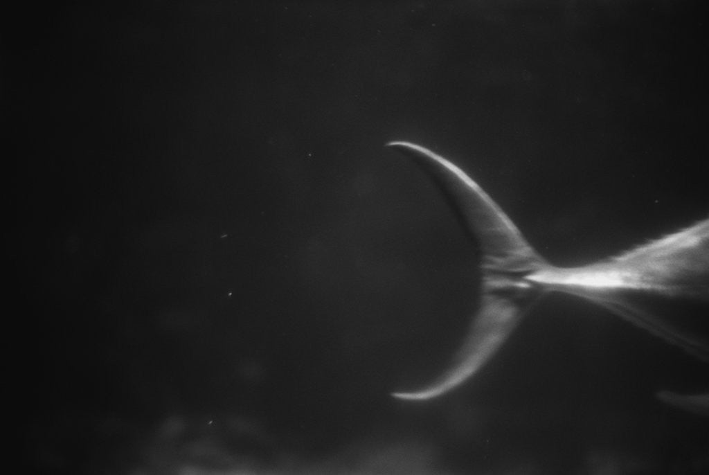 Detail of Fish Tail by Anonymous