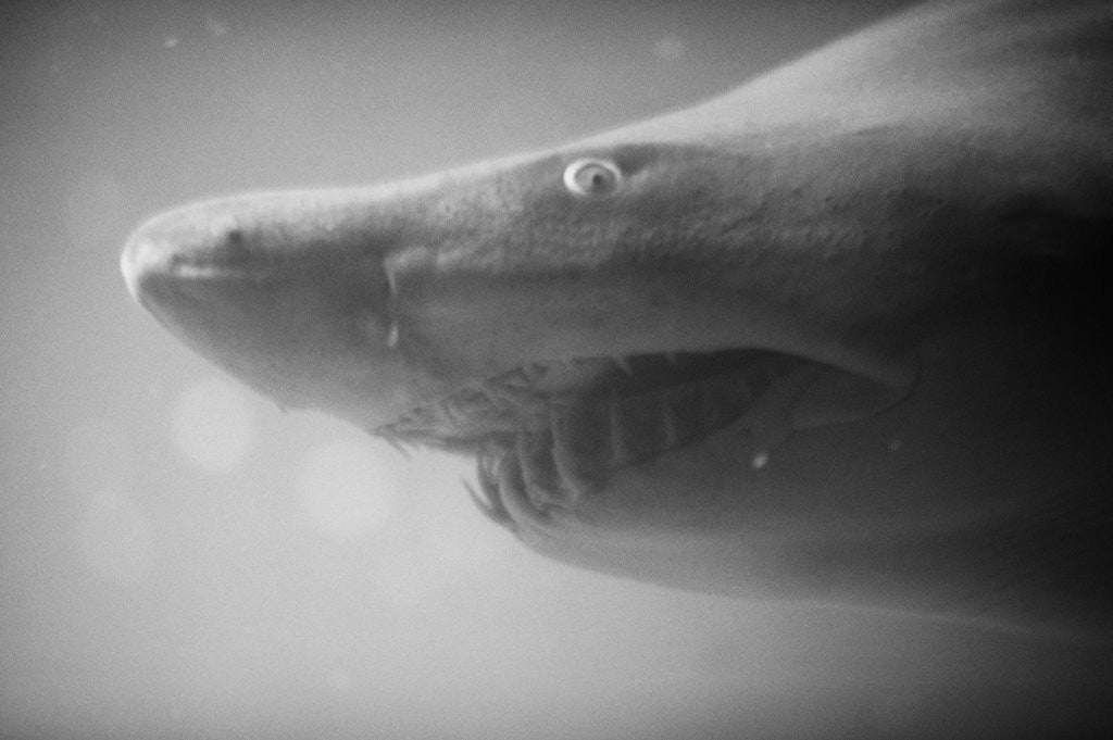 Detail of Shark Mouth by Anonymous
