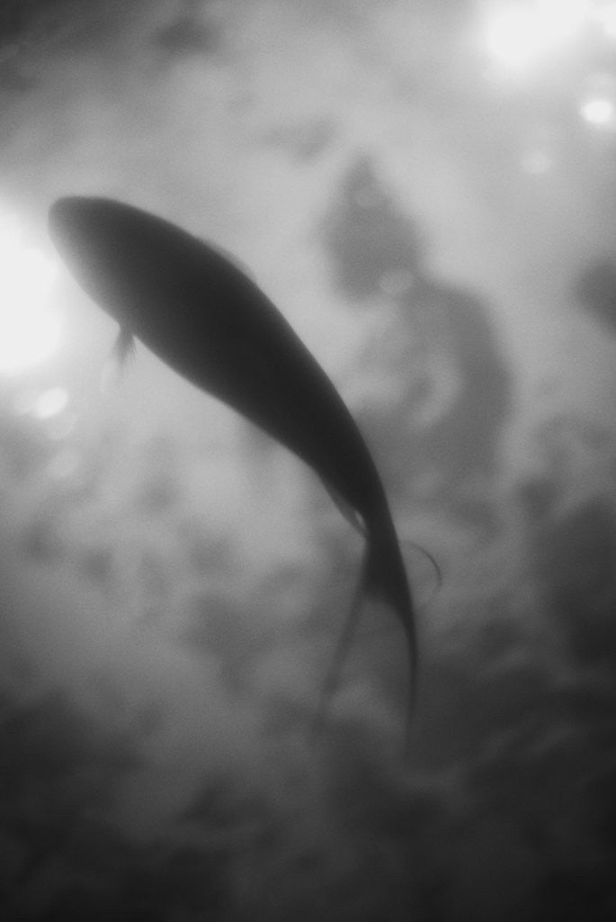 Detail of Silhouette of a Fish by Anonymous