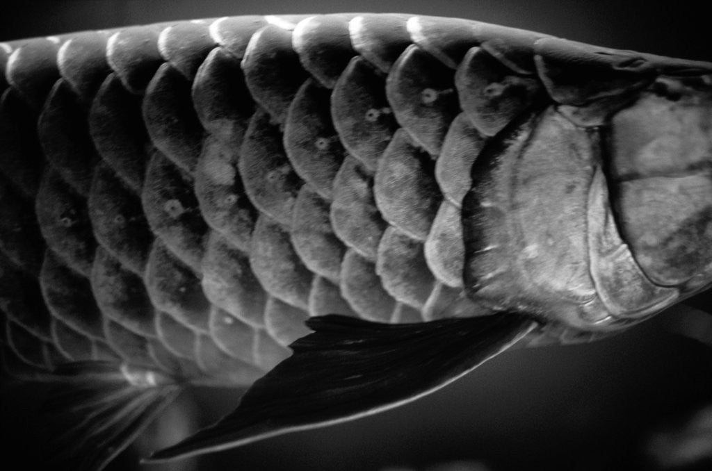 Detail of Fish Scales by Anonymous