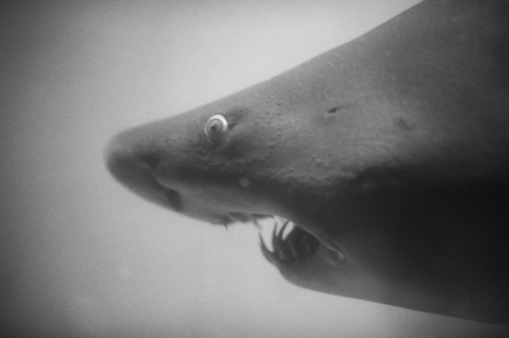 Detail of Head of a Shark by Anonymous