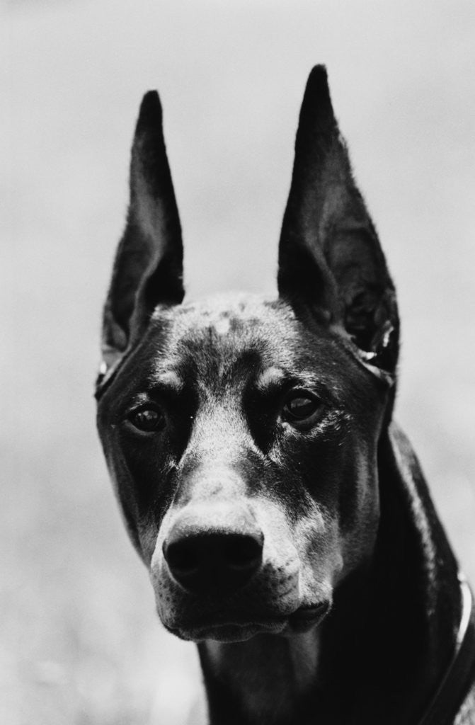 Detail of Head of Doberman Pinscher by Anonymous
