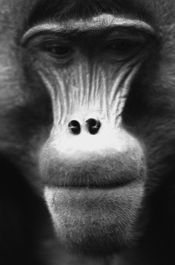 Detail of Ape Face by Anonymous