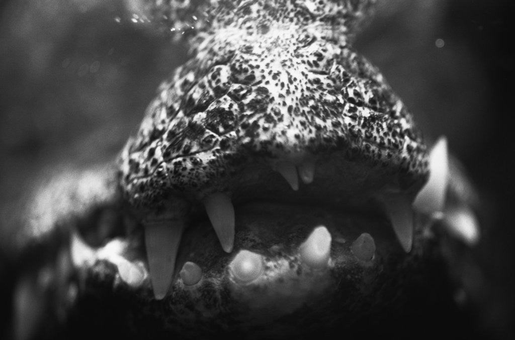 Detail of Alligator Teeth by Anonymous