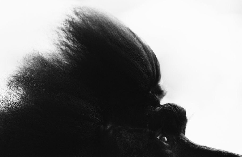Detail of Head Fur of Standard Poodle by Anonymous