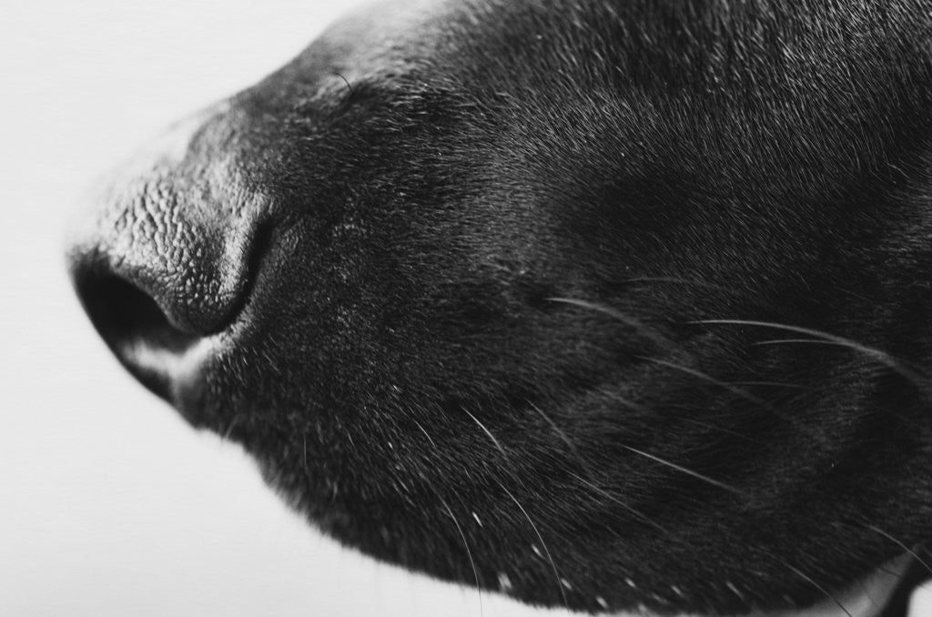 Detail of Dog's Nose by Anonymous