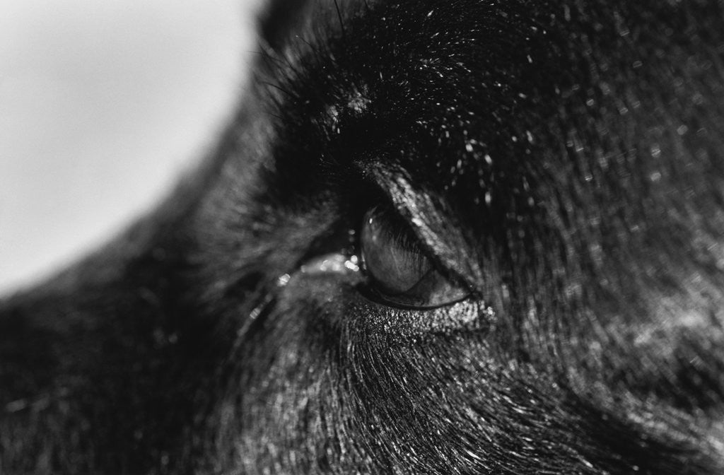 Detail of Dog's Eye by Corbis