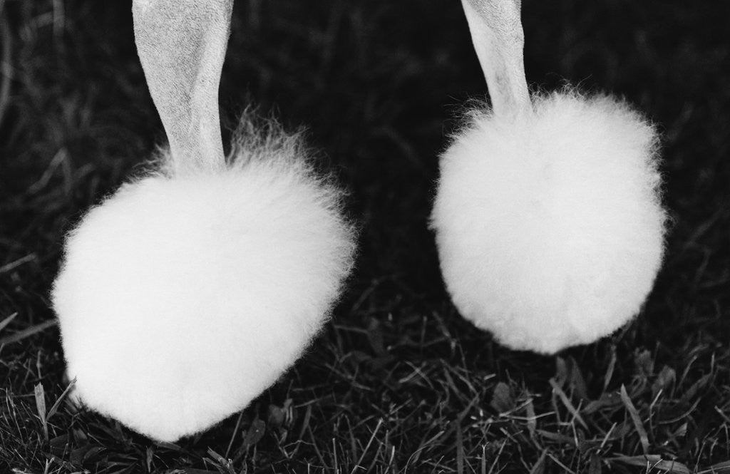 Detail of Legs of Groomed Poodle by Anonymous