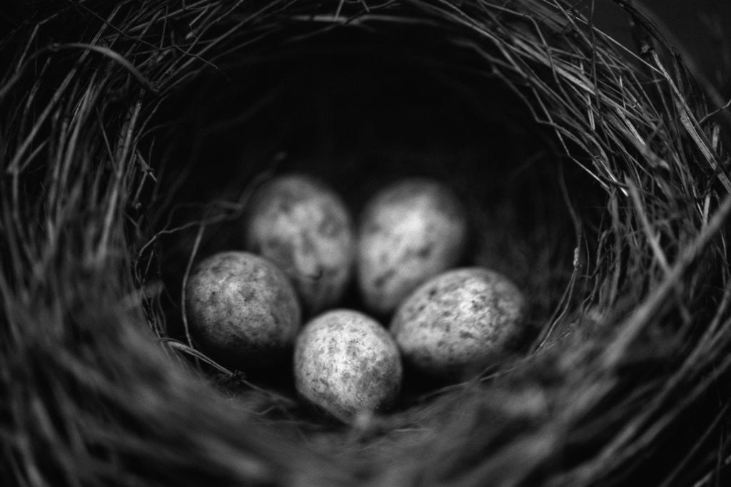 Detail of Bird Eggs in Nest by Corbis
