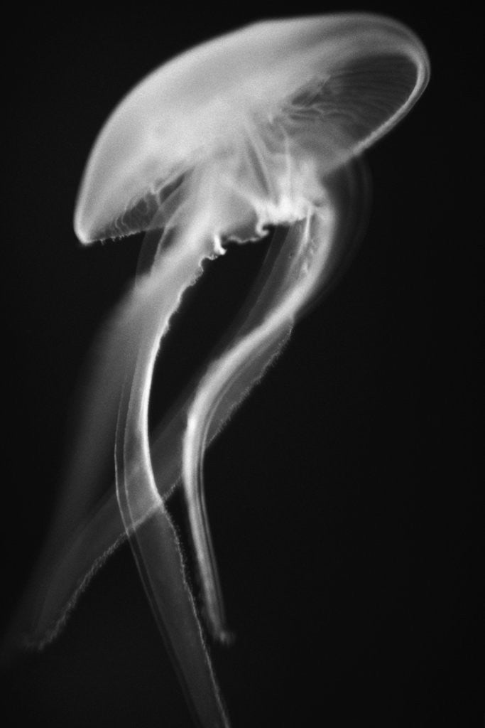 Detail of Floating Jellyfish by Anonymous