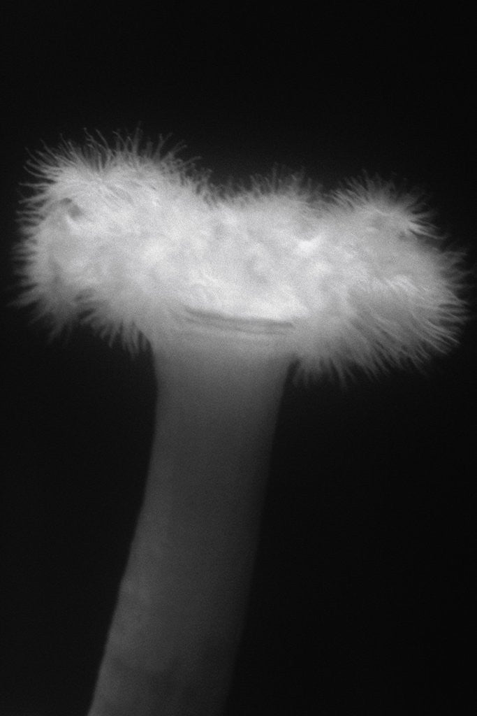 Detail of Plumose Anemone by Anonymous