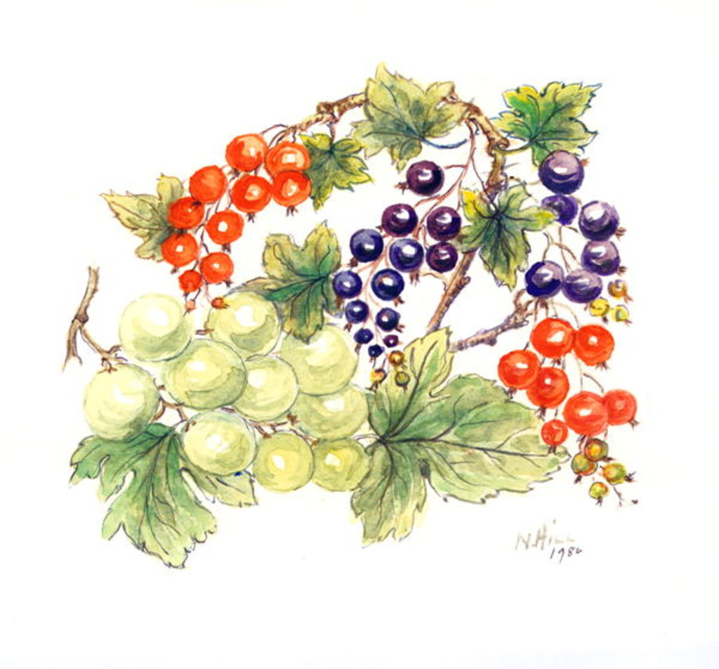 Detail of Black and Red Currants with Green Grapes, 1986 by Nell Hill