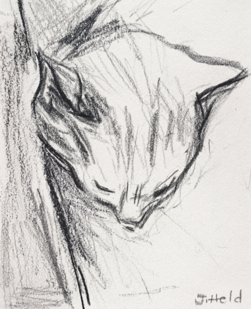 Detail of Sleeping Cat, 2015 by Julie Held