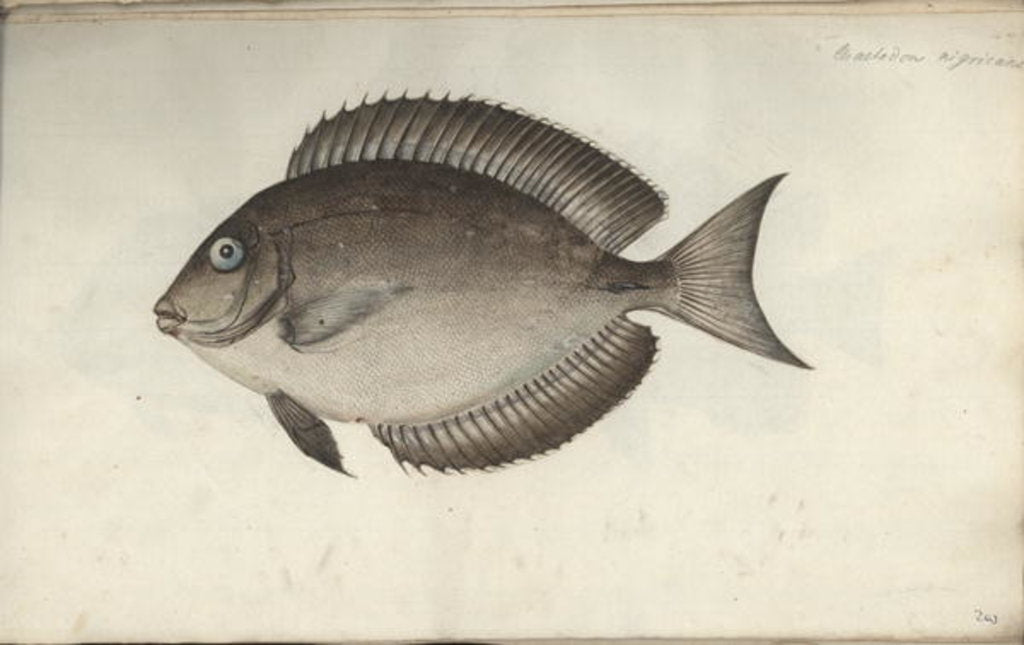 Detail of Chaetodon nigricans, before 1787 by Friedrich August Kruger