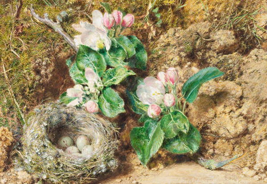 Detail of Bird's nest and apple blossom by William Henry Hunt