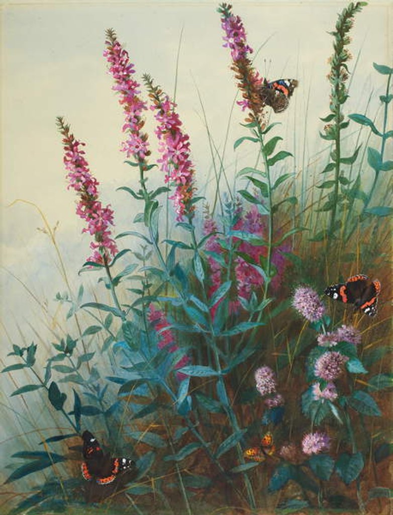 Detail of Purple Loosestrife and Watermint, c.1910-20 by Archibald Thorburn