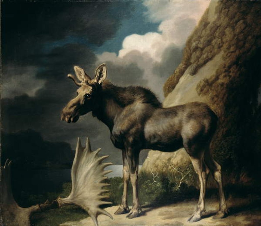 Detail of Moose, 1770 by George Stubbs
