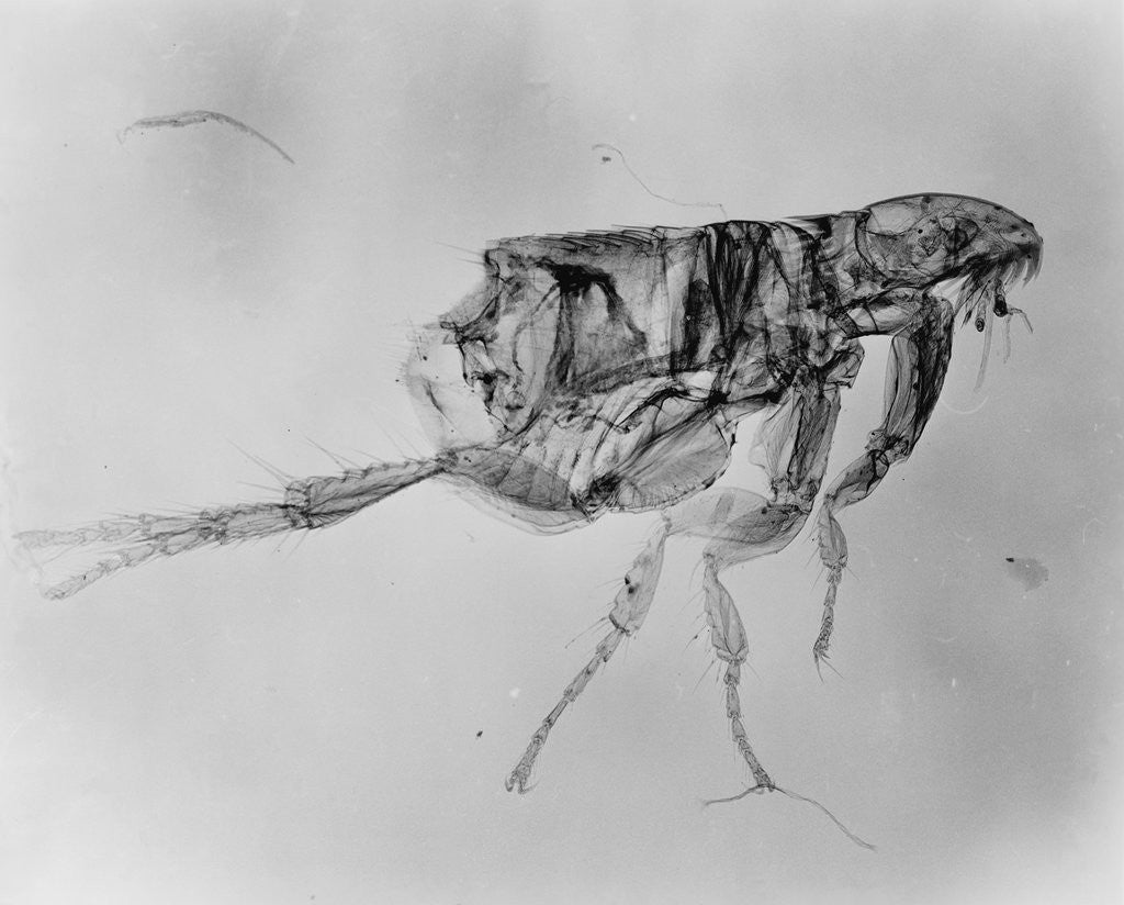 Detail of Flea Under High Power Microscope by Anonymous