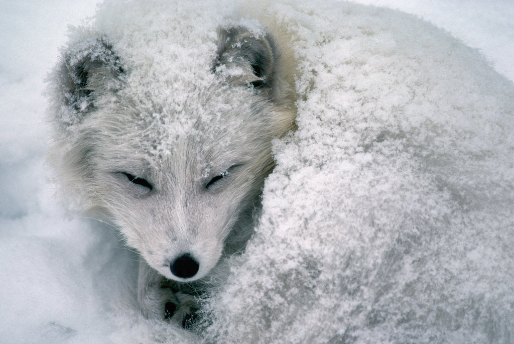 Detail of Arctic Fox Sleeping in Snow by Anonymous