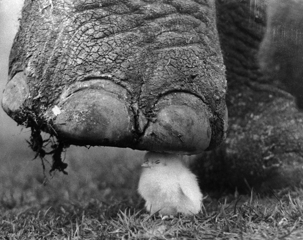 Detail of Elephant's Foot Hovering over a Chick by Corbis