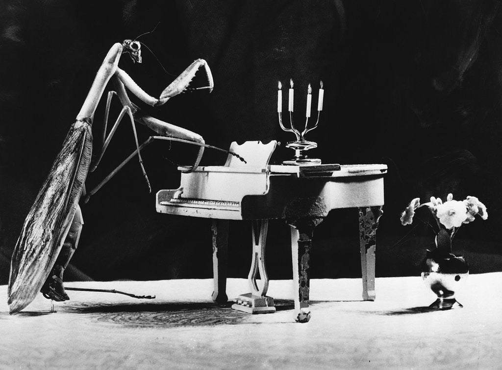 Detail of A Musical Praying Mantis by Anonymous