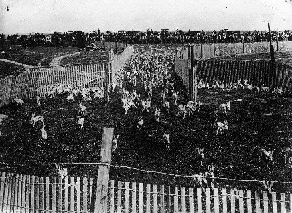Detail of Rabbit Drive in New South Wales by Anonymous