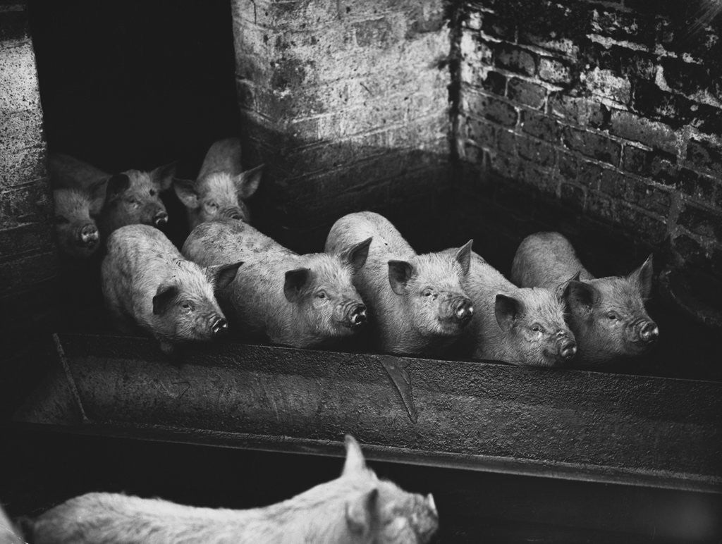 Detail of Pigs by a Trough by Corbis
