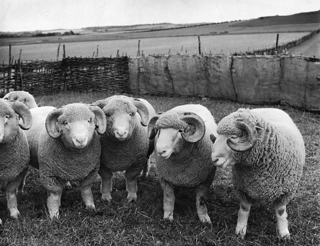 Detail of Ram Lambs by Anonymous