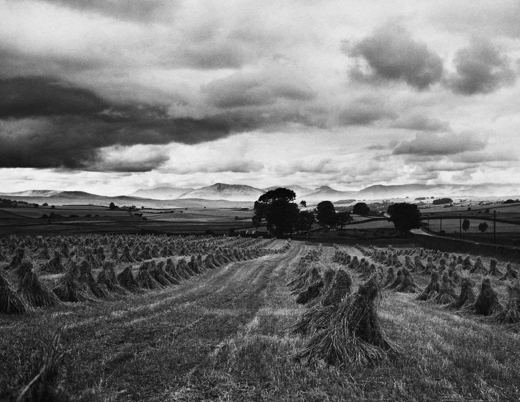 Detail of Welsh Wheat Fields With Snowdonia in the Distance by Anonymous