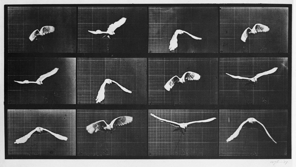 Detail of Bird in Flight by Anonymous