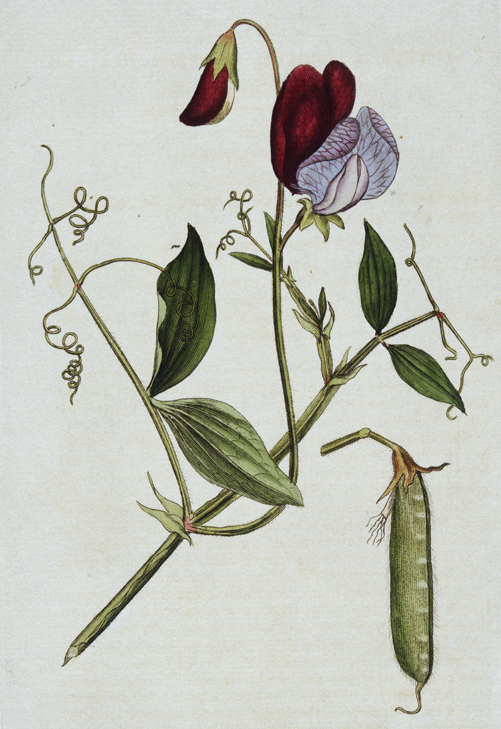 Detail of Botanical Illustration of Sweet Pea in Bloom by William Curtis