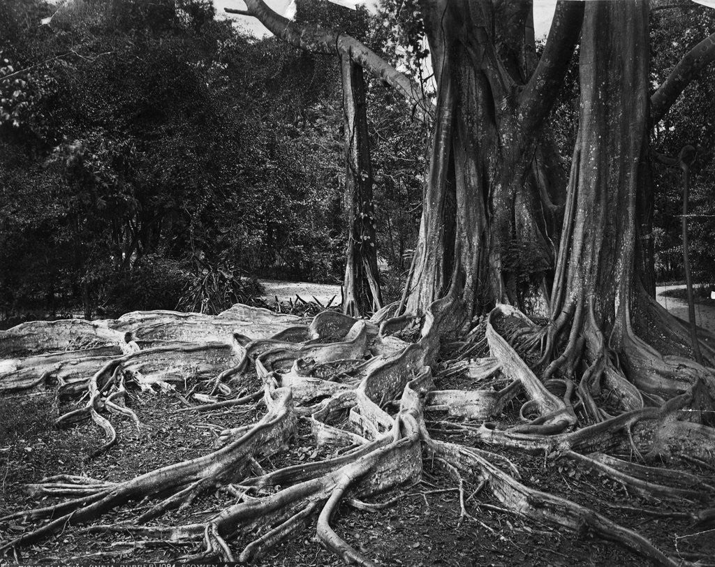 Detail of Roots of an Indian Rubber Tree by Anonymous