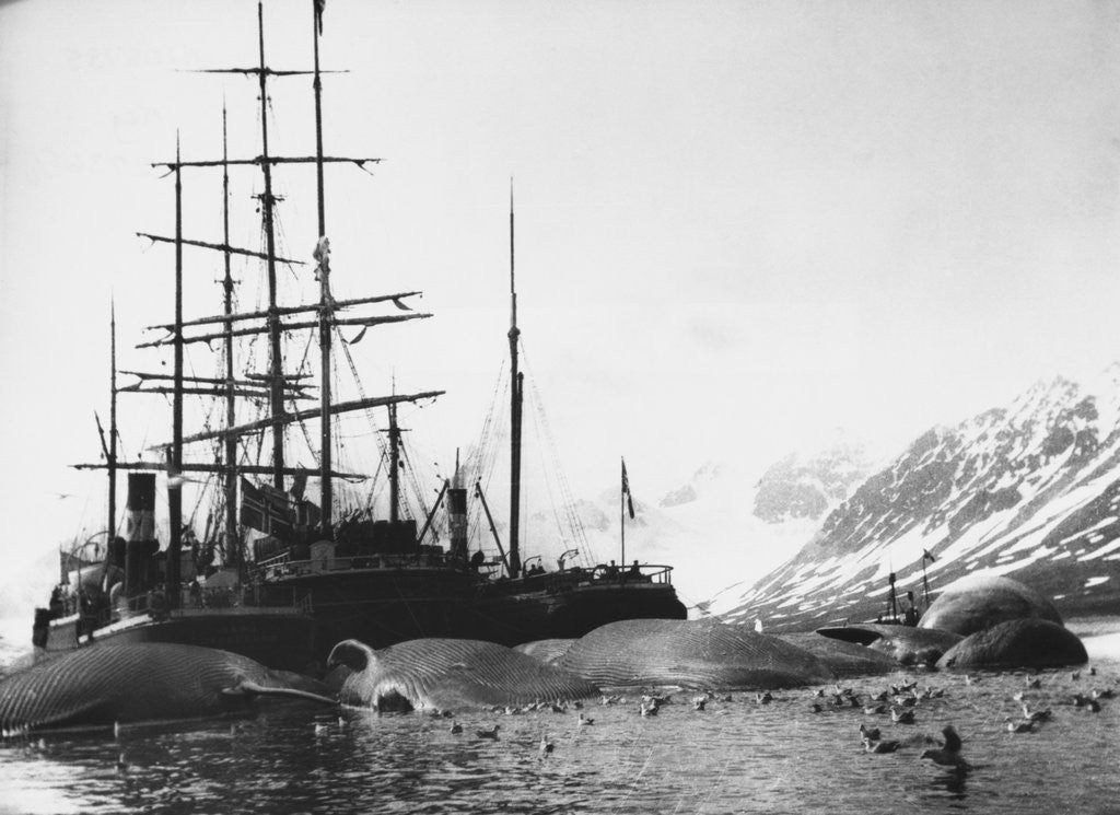 Detail of Whaler and Dead Whales by Anonymous
