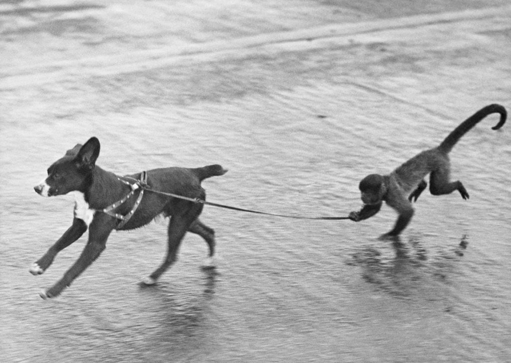 Detail of Monkey Walking Dog by Anonymous