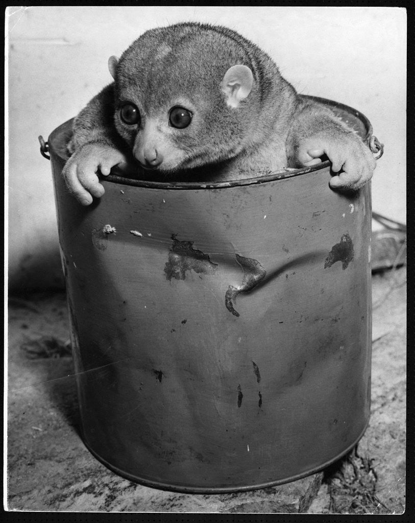 Detail of Bosman's Potto in a Paint Can by Corbis