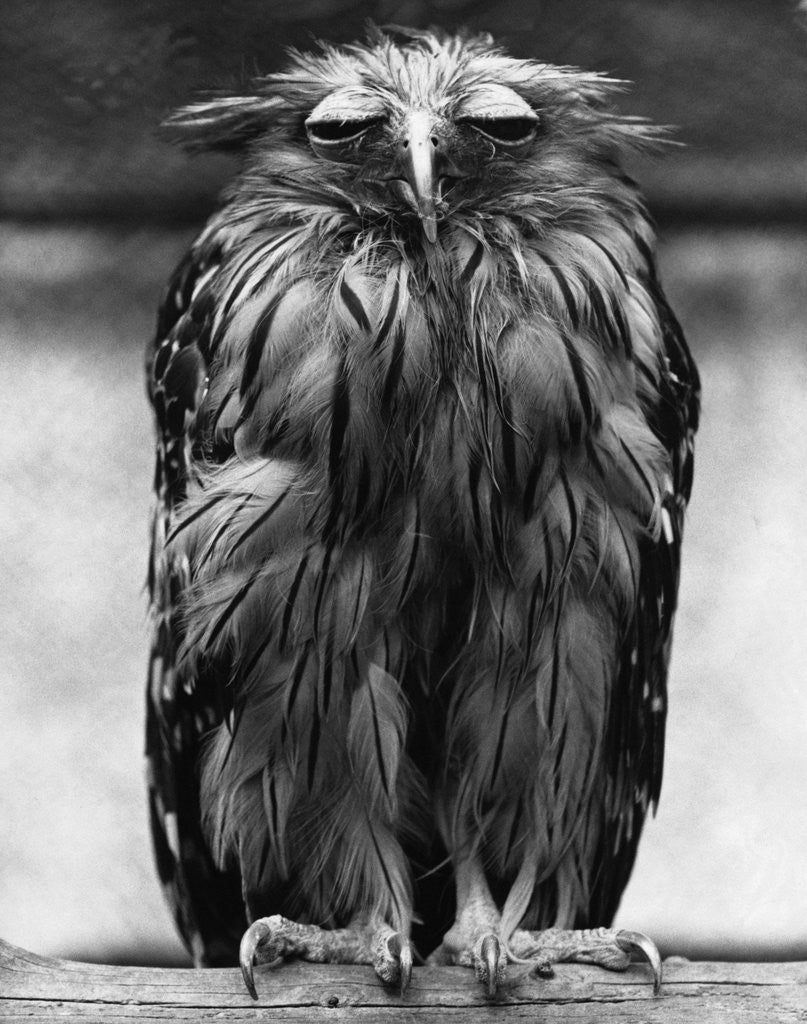 Detail of Javan Fish-Owl by Anonymous