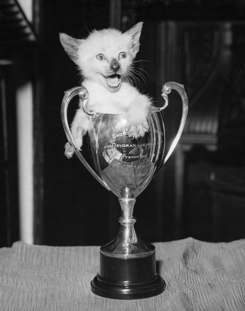 Detail of Siamese Kitten in a Trophy Cup by Anonymous