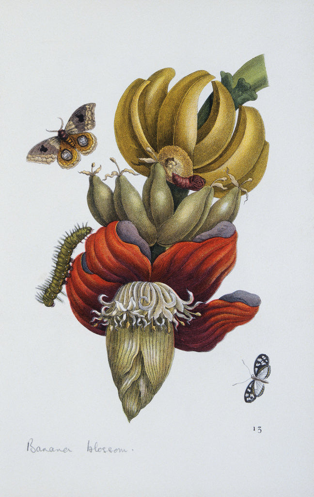 Detail of Banana Blossom Illustration from The Little Book of Wonders of the Tropics by Anonymous