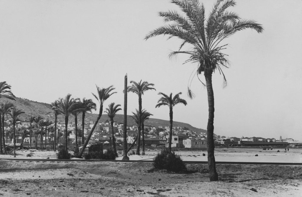 Detail of View of Haifa Through Palms by Anonymous