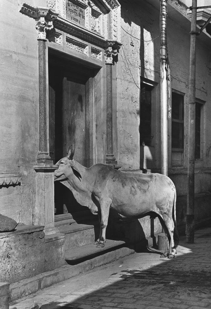 Detail of Brahmin Cow by Anonymous