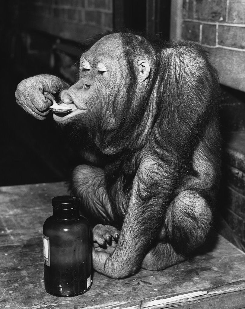 Detail of Orangutan Takes His Daily Medicine by Corbis
