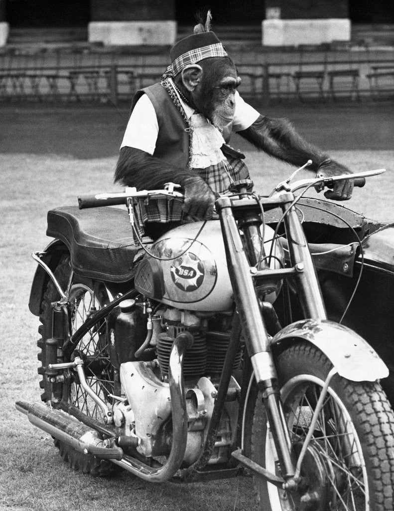 Detail of Motorcycle Chimp by Anonymous