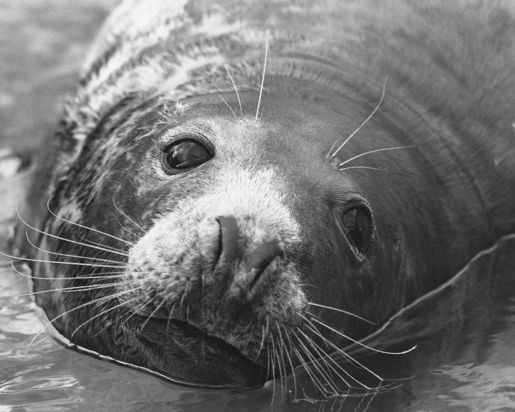 Detail of Face of a Grey Seal by Anonymous