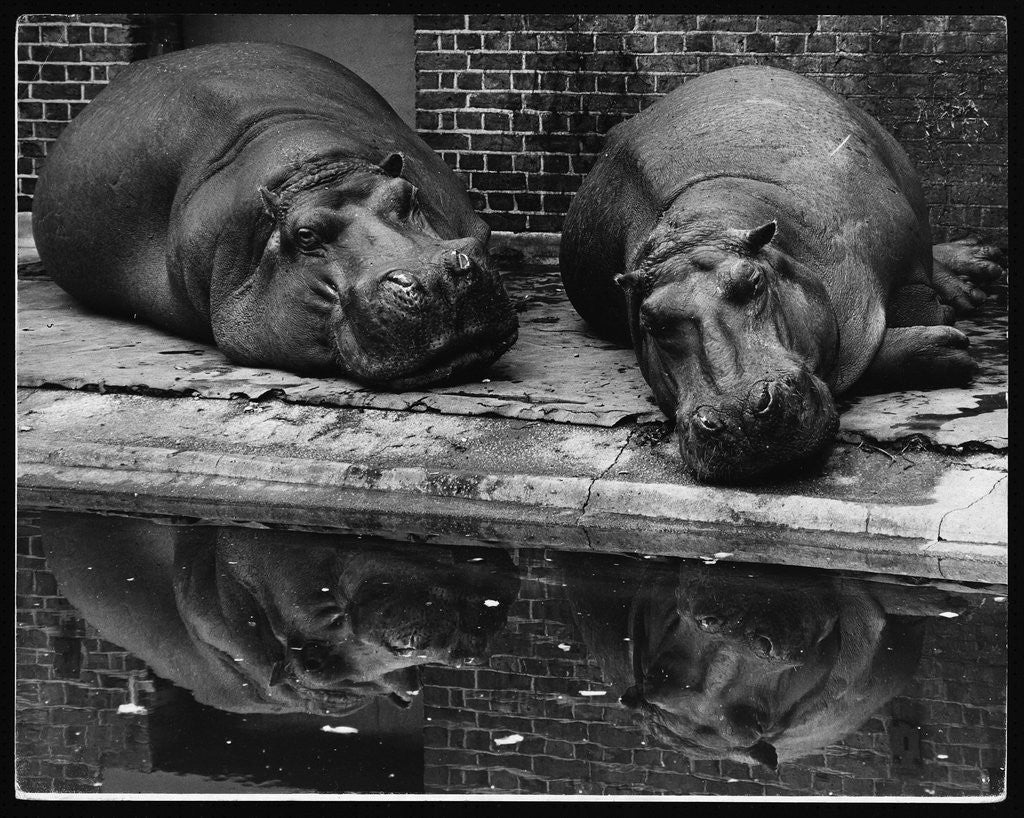 Detail of Two Hippos Rest by a Pool by Anonymous