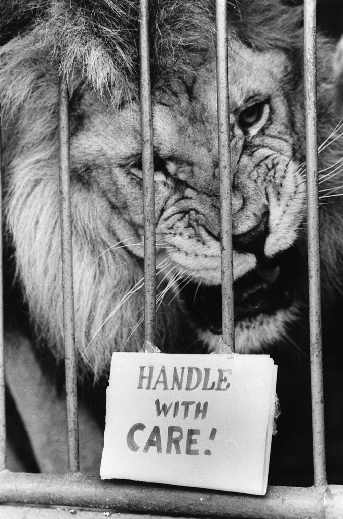 Detail of Circus Lion by Anonymous