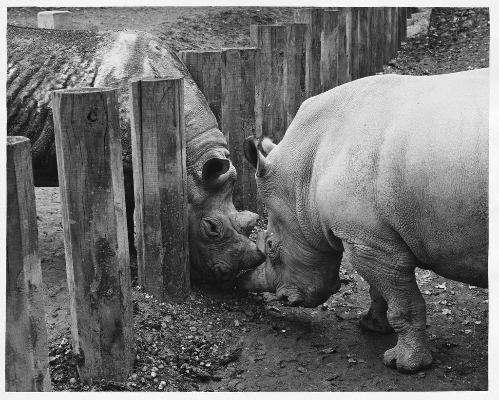 Detail of Rhinoceroses Greet Each Other by Anonymous
