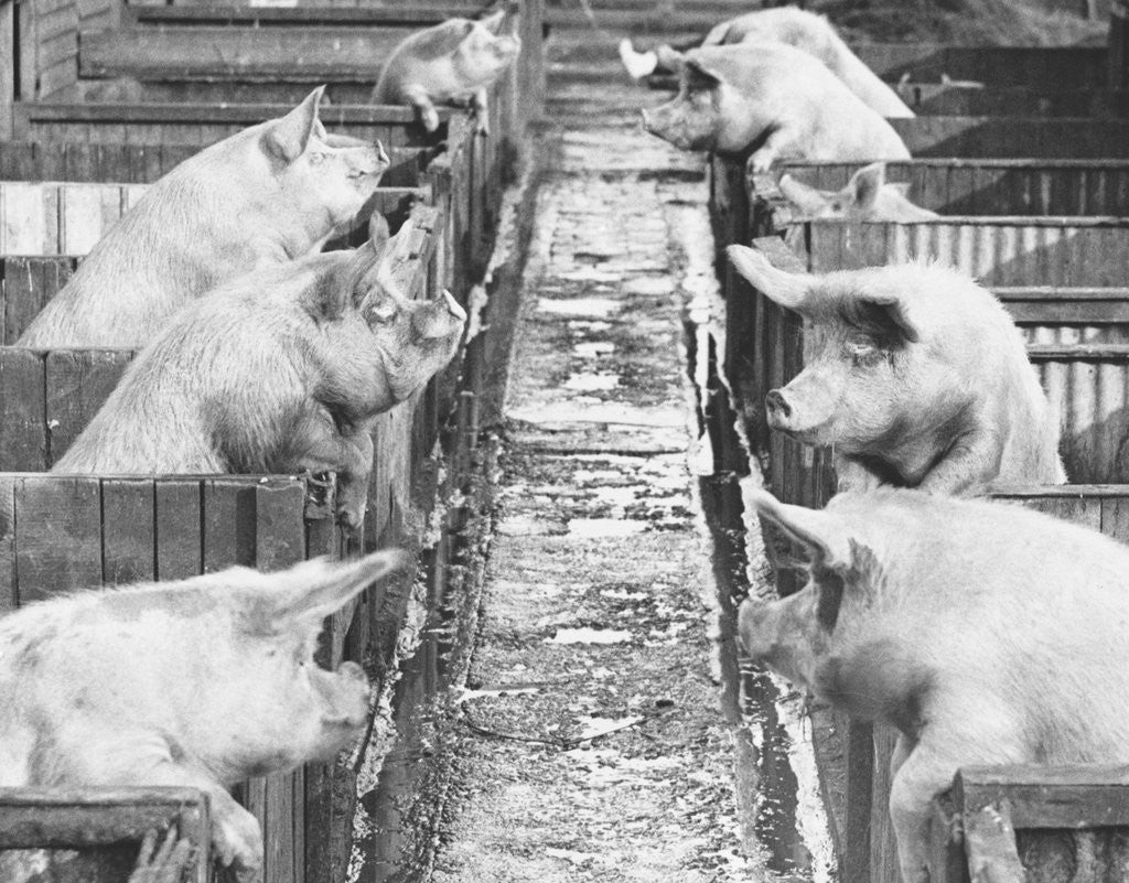 Detail of Pigs on a Farm by Anonymous