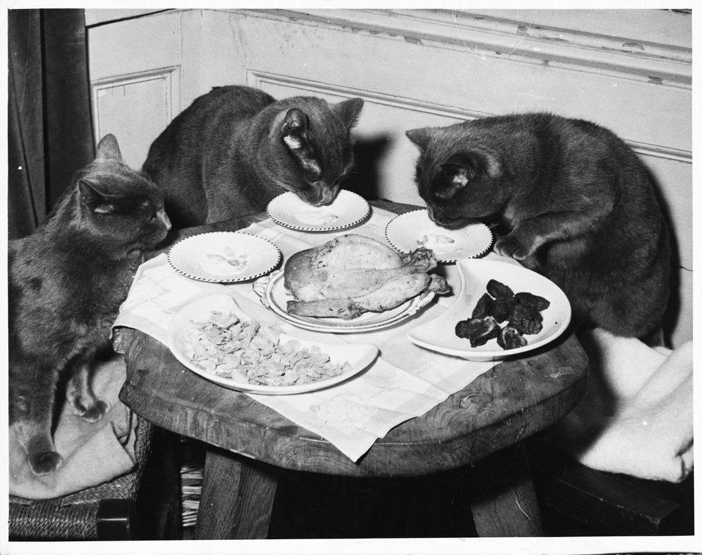 Detail of Cats' Celebratory Feast by Anonymous