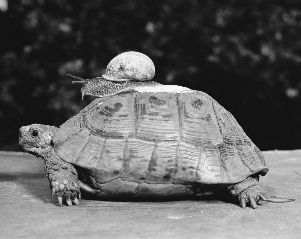 Detail of Snail on a Tortoise by Anonymous