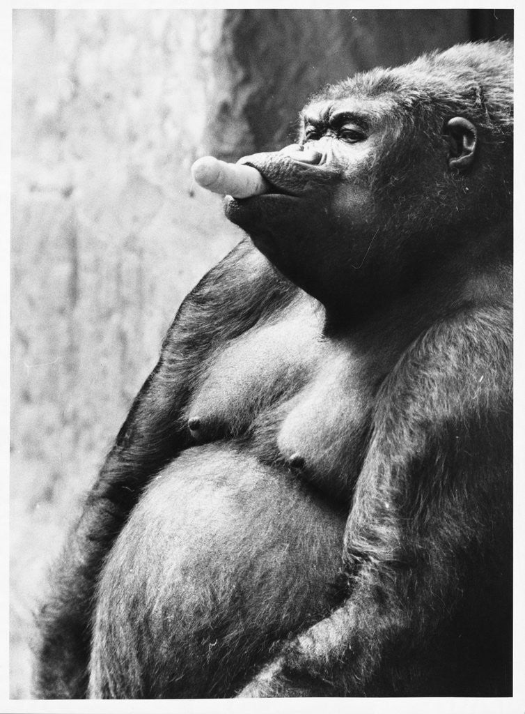Detail of Pregnant Mountain Gorilla by Corbis